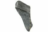 Partial, Fossil Megalodon Tooth - South Carolina #320673-1
